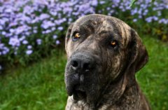 狗狗吐黄水：四大真相及有效应对措施