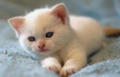 猫咪一到早上就叫，这是猫咪早上叫是什么原