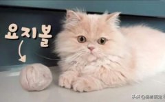 猫咪冠状病毒能治好吗？