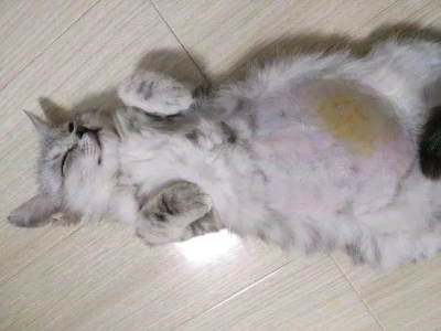 猫咪冠状病毒能治好吗？