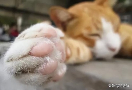 猫咪冠状病毒能治好吗？