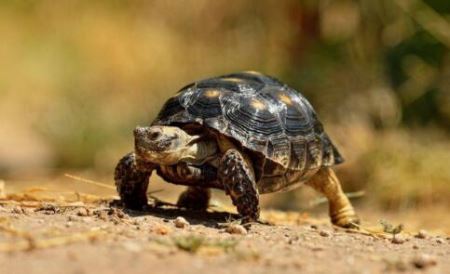 上海此地惊现两头暴躁鹿,3年内已有多人被撞伤!到底归谁管?