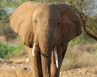 鹿为什么被称为瑞兽?原来它与道教有着这样的不解之缘!