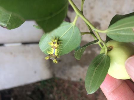 站着睡觉,一脚踢飞狮子,凶猛的长颈鹿是怎么交配的?