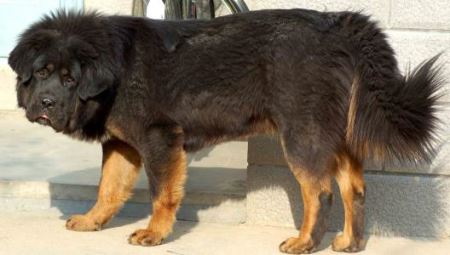 狗狗怀孕不想生育?了解几种可能的挽救方式