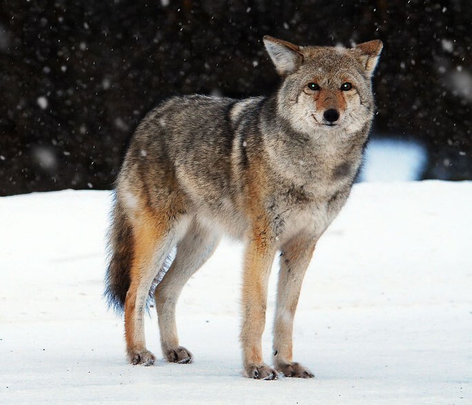 现在故宫晚上有人住吗？没人敢住都是放狼狗护