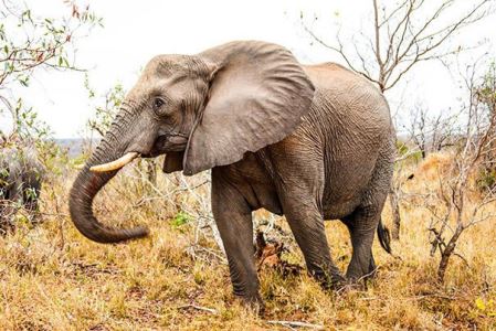 吓得脚软!四川乐山一小区频繁蛇出没:头似烙铁头,有时挂树上