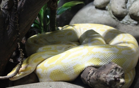 不出7天,属蛇的人将迎来这5件喜事!福运连连,你接不接