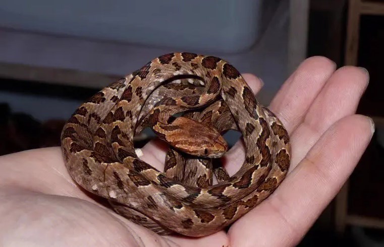 广西一公园多次出现剧毒银环蛇是中国最毒的蛇 被咬了怎么办?