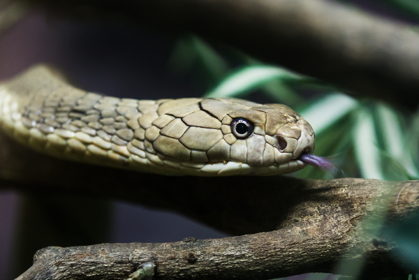 地球上最恐怖的蛇王:眼镜王蛇内陆太攀蛇等第一最厉害