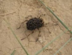 世界上最小的蜘蛛