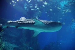 贵阳市十大祈福圣地排行榜，大兴国寺排第一名