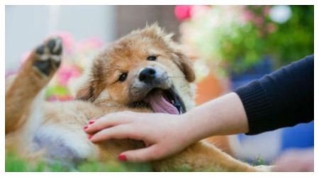 猫咪胸腔积水初期症状