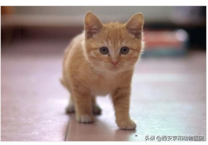 猫咪知识：猫咪只尿不拉屎怎么办？猫咪只排尿不排便什么真相