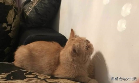 猫咪知识：猫咪只尿不拉屎怎么办？猫咪只排尿不排便什么真相