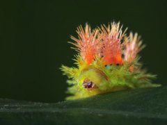 世界上最老的龙虾132岁和虾主人生活20