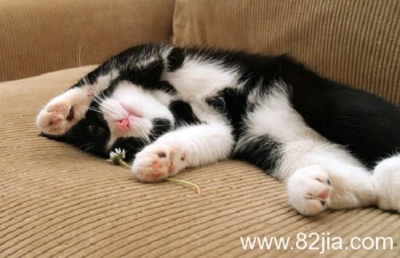 猫软骨病可以恢复吗？