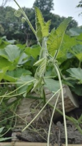 眼镜王蛇生活规律及捕猎方法