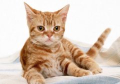 猫咪的胡须可以剪不能！这可是人家的信号接