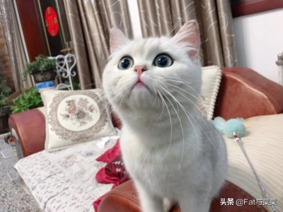 猫咪的胡须可以剪？不能！这可是人家的信号接收器呀 猫咪的胡须能剪吗？