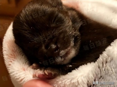 猫咪的胡须可以剪？不能！这可是人家的信号接收器呀 猫咪的胡须能剪吗？