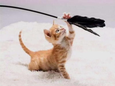 小猫积食不拉屎怎么办？小猫咪积食了怎么办？