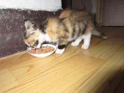 养猫不要养这7种猫!不是迷信,都是有依据的