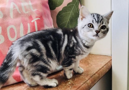 养猫不要养这7种猫!不是迷信,都是有依据的