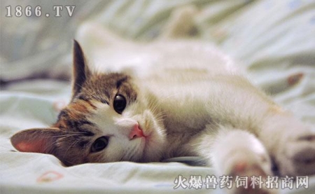 猫滴露中毒的症状