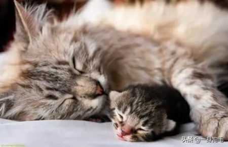 猫滴露中毒的症状