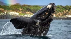 世界上最长的圈养蛇