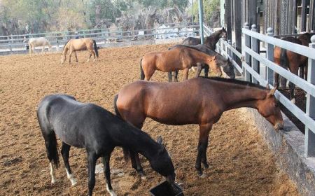 地球上最长寿的大象
