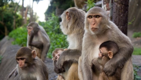 研究报告称,大象在互相问候时会使用手势和声音提示