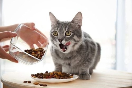 猫咪突然食欲不振拉软便怎么办？猫咪食欲不好拉软便