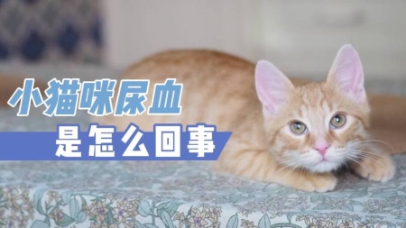 为什么狮子猫越来越多人养了？狮子猫的优点有什么？