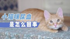 世界上最重的狮子