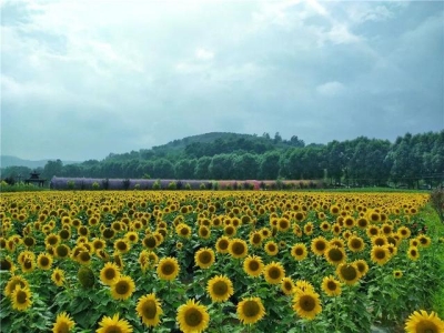 广西北海景点导览探索海滨天堂的绝佳秘诀