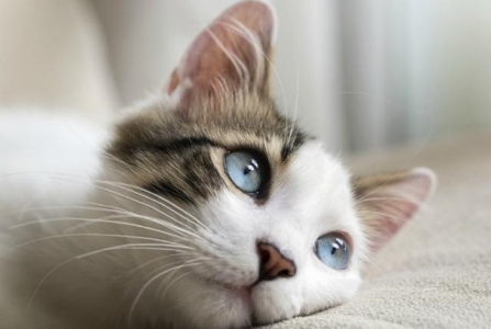 猫的观水症后能活多长时间