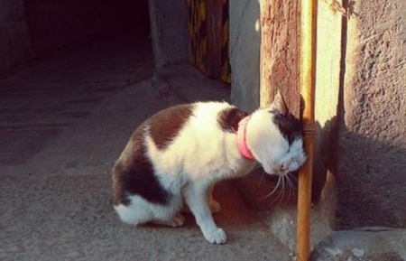 抱猫的三种正确姿势，让撸猫更有技巧，铲屎官免于被猫咪抓伤！ 抱猫猫怎么抱