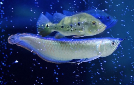 最早发生性行为的动物是什么？