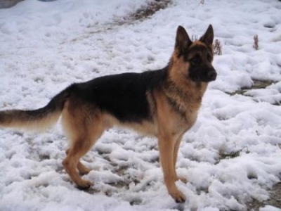 你的狗狗可能中暑了！警惕这5个信号，立即采取措施降温