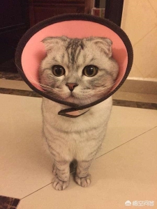 虎斑猫与银渐层杂交可以吗？