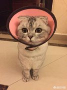 虎斑猫与银渐层杂交可以吗？