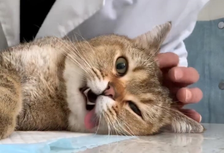 怎么用阿莫西林给猫治感冒？猫感冒吃阿莫西林用量