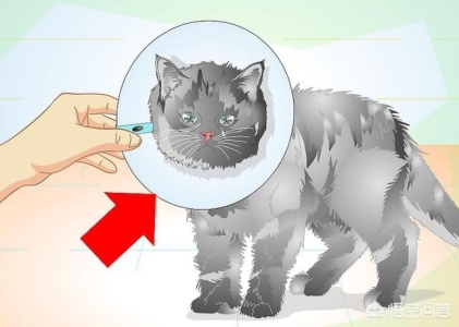 铲屎官是否明白猫咪吐舌头的含义？猫咪吐舌头是在跟铲屎官暗示一些什么？