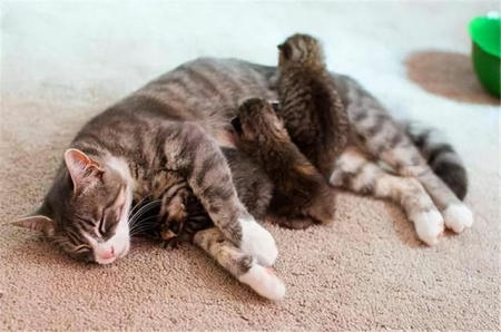 橘猫一直睡觉是生病吗?