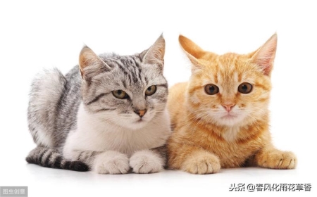 橘猫一直睡觉是生病吗?