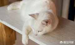 猫咪的胡须是一种特殊的感觉器官！猫咪胡子