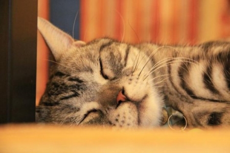 猫咪的胡须是一种特殊的感觉器官!关于猫咪胡子的5个小未解之谜