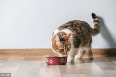 猫咪的胡须是一种特殊的感觉器官!关于猫咪胡子的5个小未解之谜